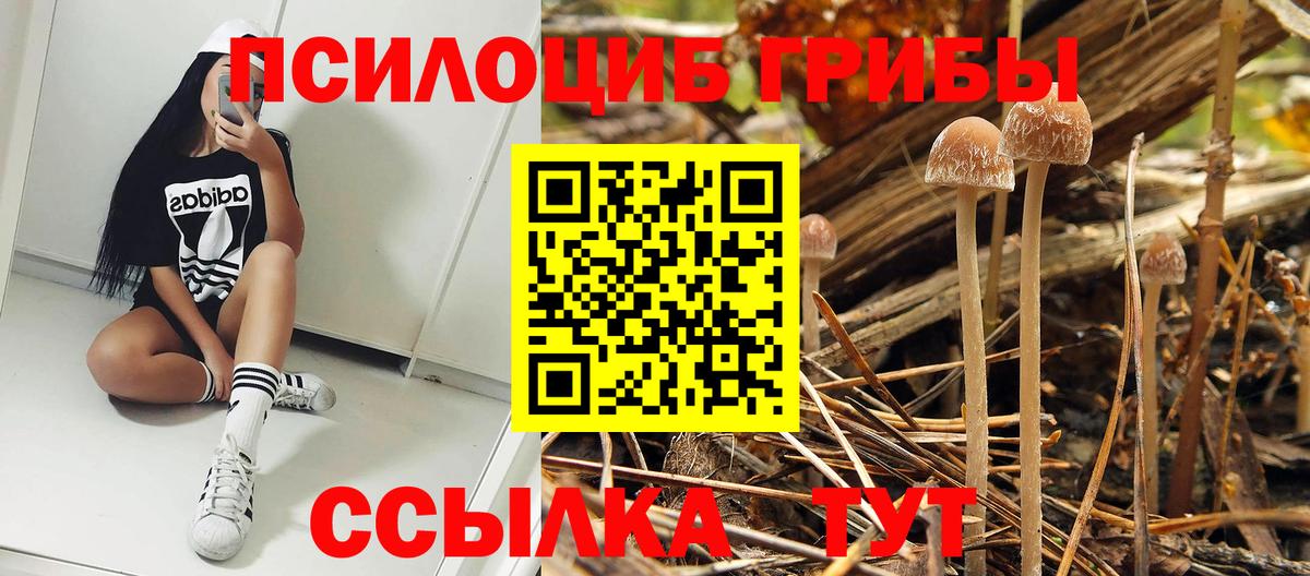Кингисепп  Галлюциногенные грибы MAGIC MUSHROOMS  Вход с VPN 